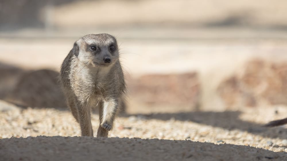 Erdmännchen im Zoo Zürich. 