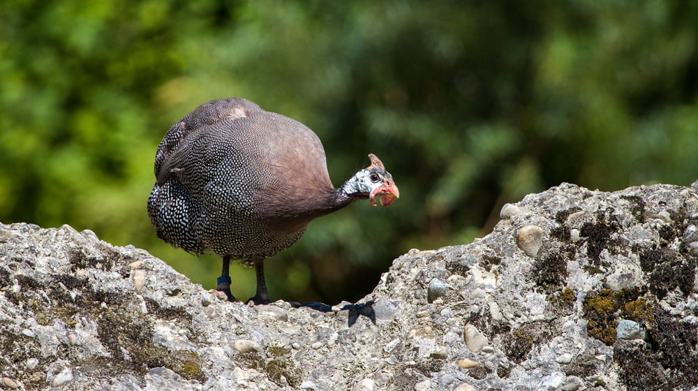 Helmperlhuhn im Zoo Zürich.