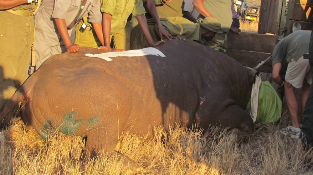 Nashorn-Translokation in Kenia.