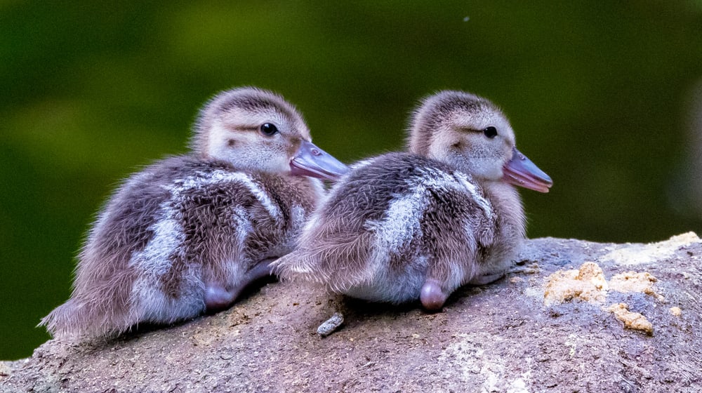 Zwei Bernierentenküken im Masoala Regenwald des Zoo Zürich.