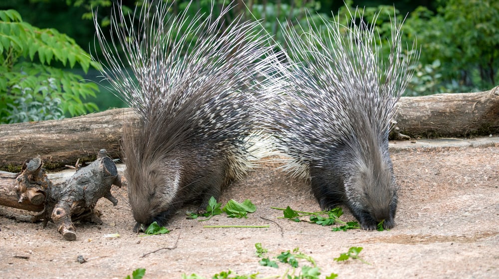 Stachelschweine in der Lewa Savanne des Zoo Zürich.