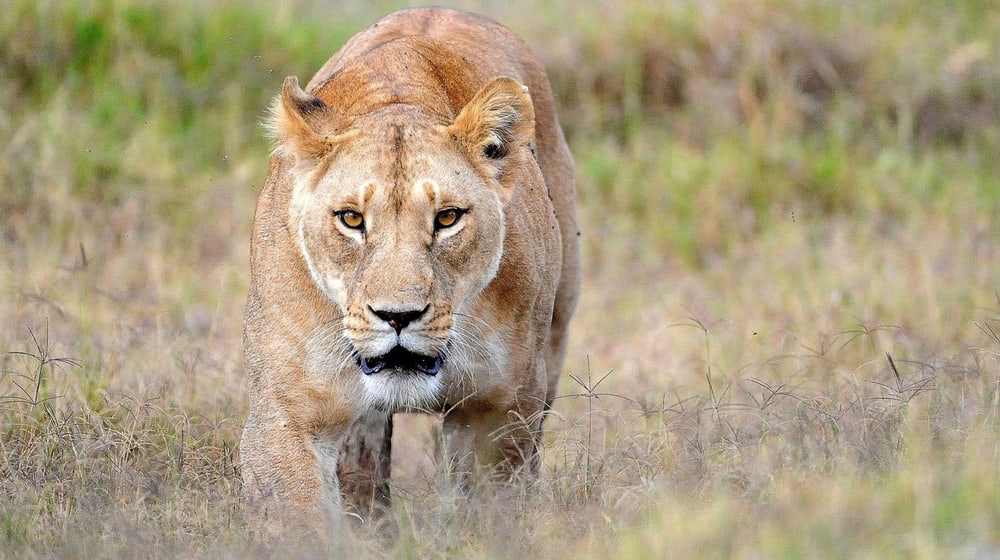 Löwe.