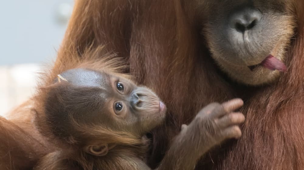 Junger Sumatra-Orang-Utan Riang im Zoo Zürich.