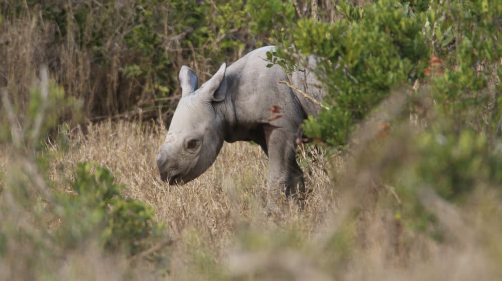 Junges Spitzmaulnashorn im Borana Conservancy. 