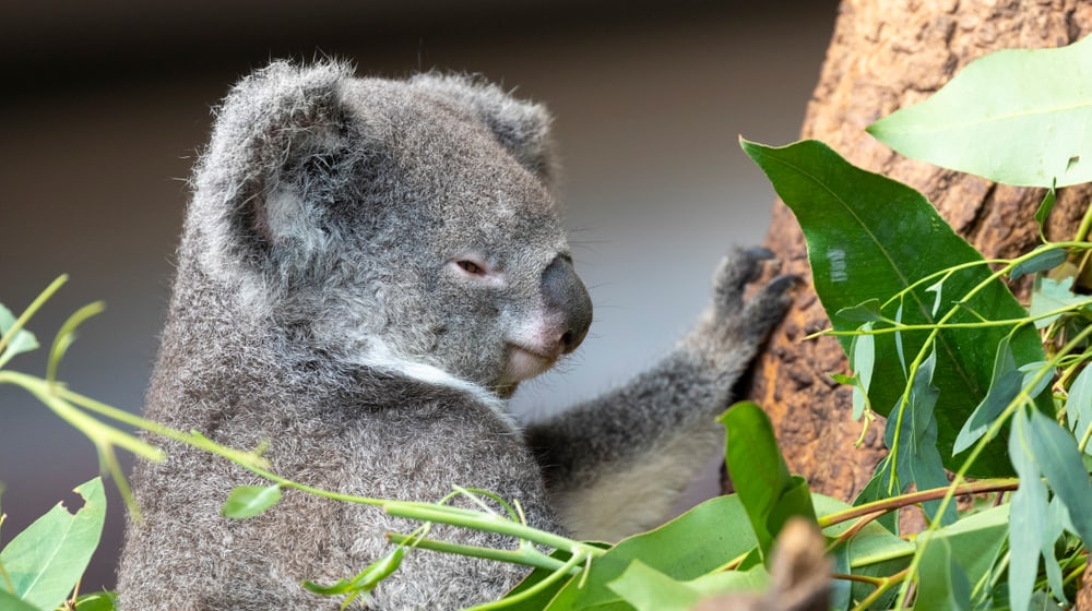 Koala Pippa im Zoo Zürich.