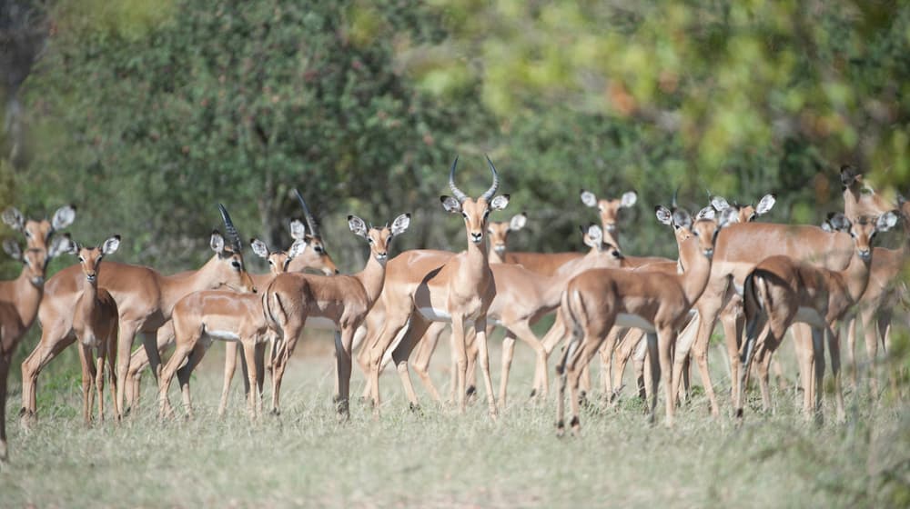 Impalas im Lewa Wildlife Conservancy in Kenia.