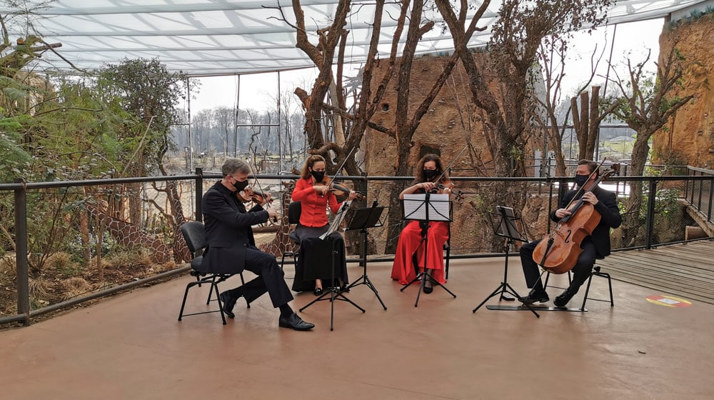 Das Streichquartett des Zürcher Kammerorchesters spielt in der Lewa Savanne im Zoo Zürich.
