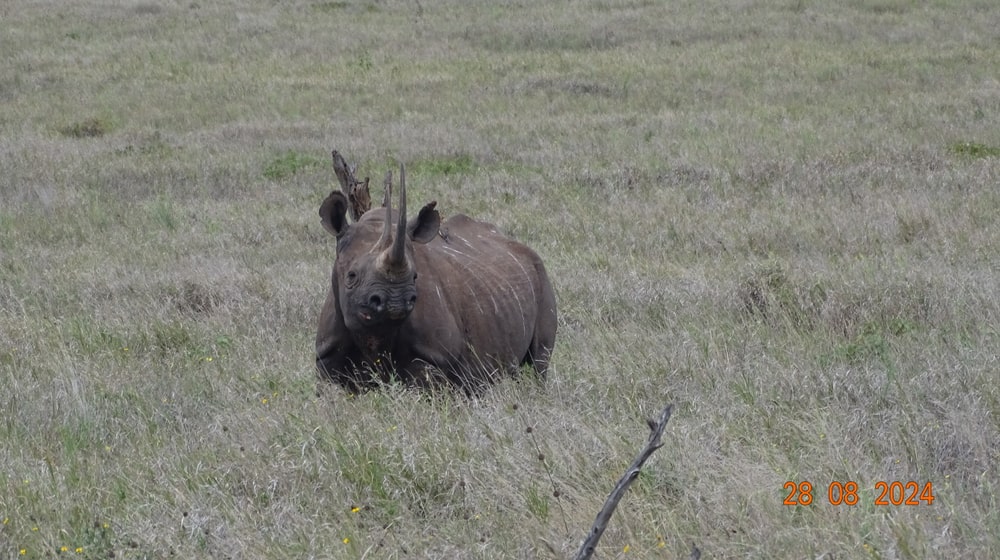 Spitzmaulnashorn Lucky in Lewa mit verheilten Wunden.