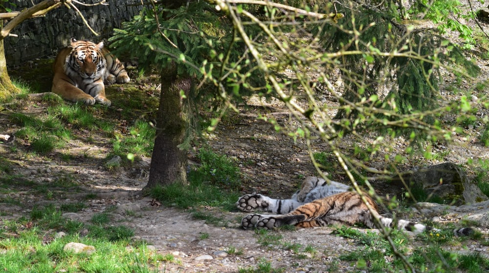 Amurtiger Sayan und Elena im Zoo Zürich.