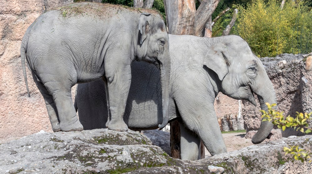 Asiatische Elefanten Omysha und Chandra im Zoo Zürich.