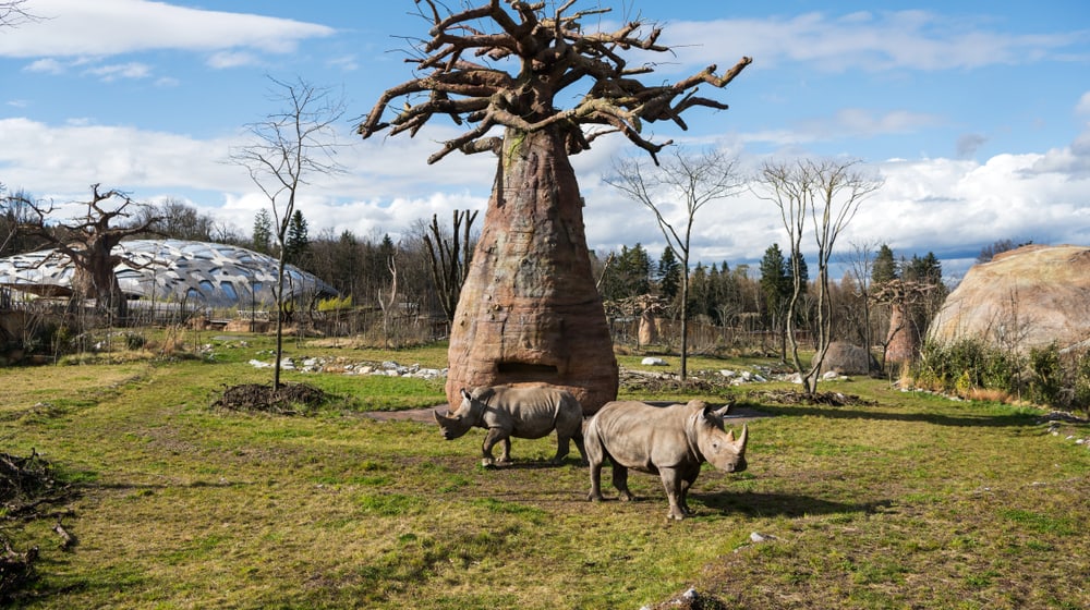 Lewa_Savanne_Zoo_Zuerich
