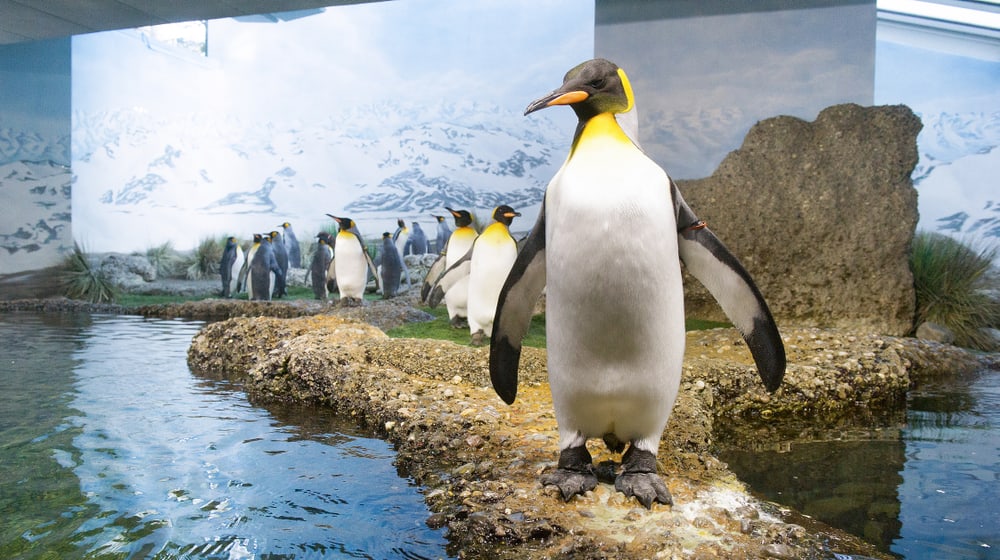 Königspinguine im Aquarium des Zoo Zürich.