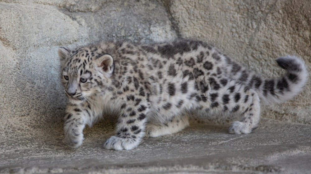 Schneeleoparden-Jungtier Warja im Zoo Zürich.