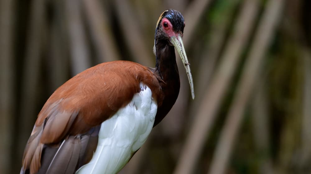 Mähnenibis im Masoala Regenwald