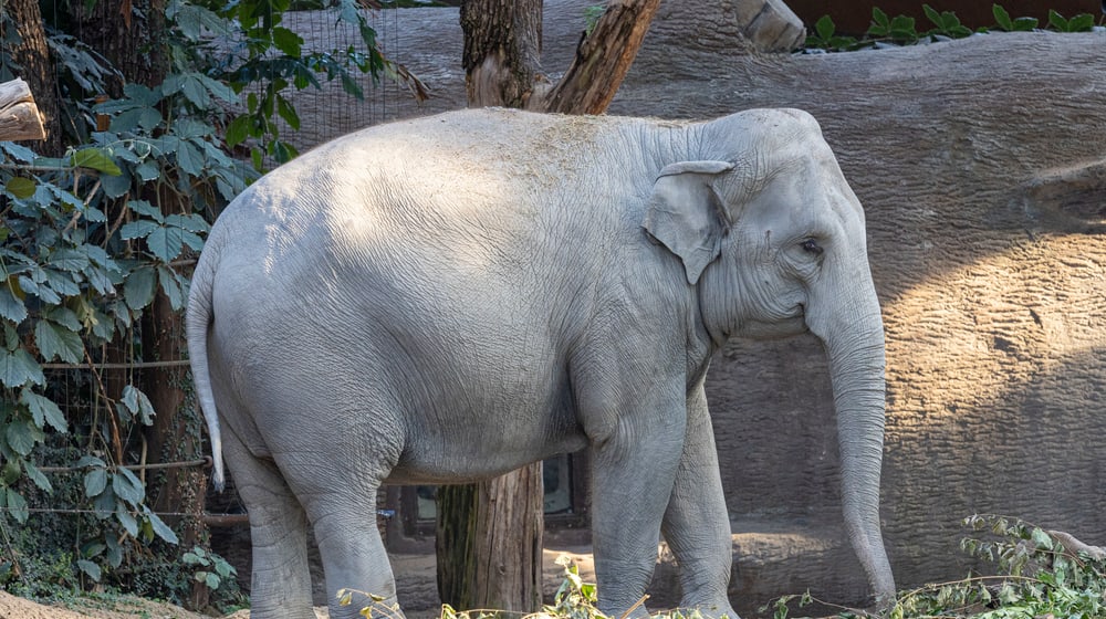 Elefantenkuh Farha auf der Innenanlagen im Zoo Zürich.
