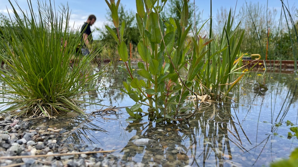 Mock-up der Sumpflandschaft für die Pantanal Voliere.
