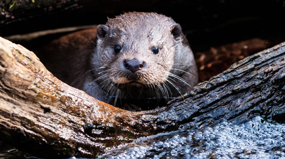 Europäischer Fischotter im Zoo Zürich