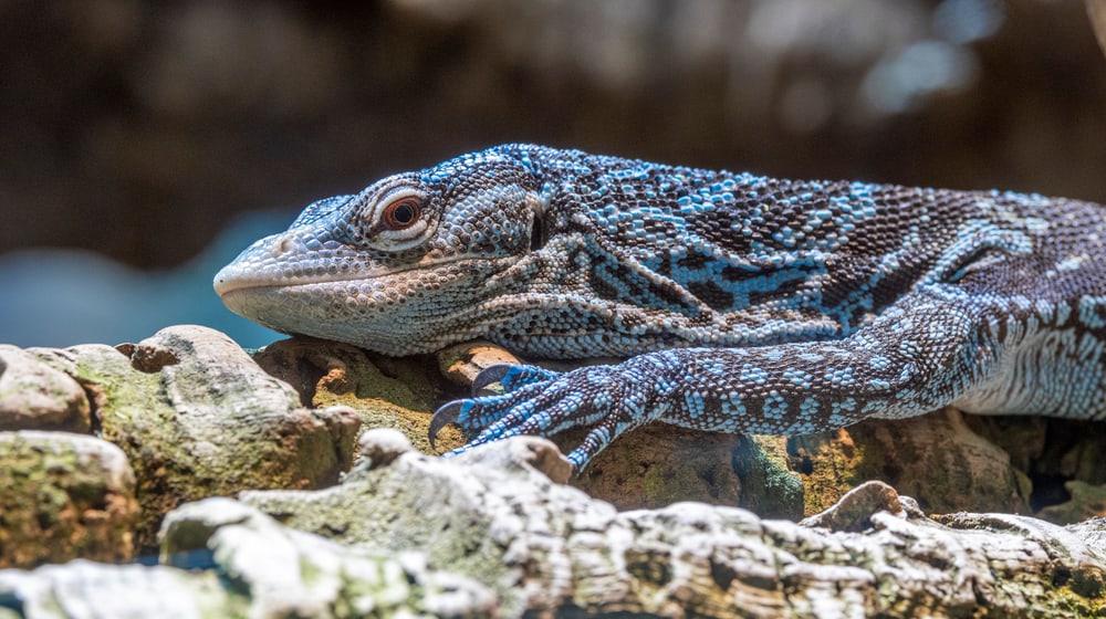 Blauer Baumwaran im Zoo Zürich.