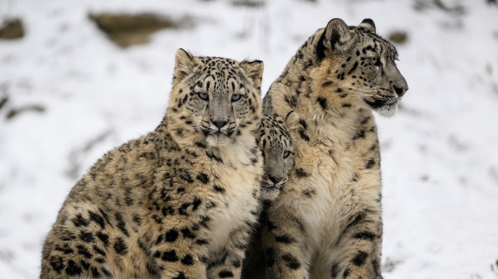Schneeleoparden Warjun, Wajra und Saida im Schnee im Zoo Zürich, Dezember 2022.