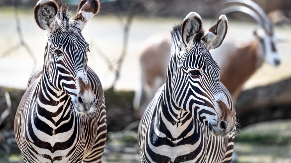 Grevyzebras in der Lewa Savanne im Zoo Zürich.