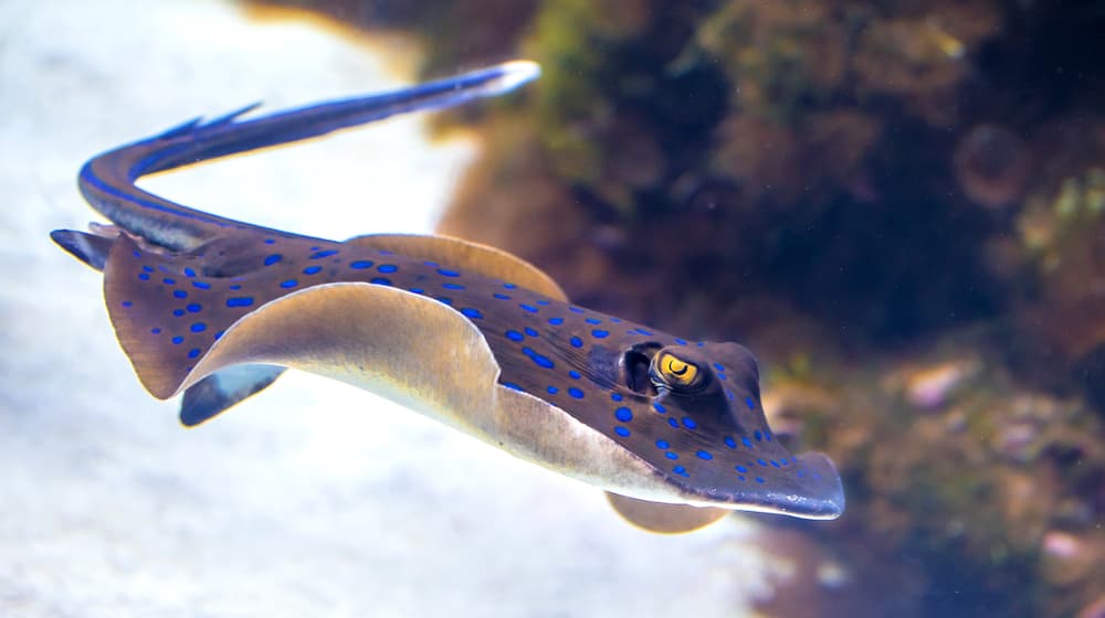 Blaupunktrochen im Aquarium des Zoo Zürich.