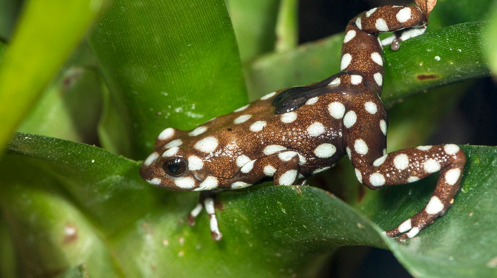 Marañón-Pfeilgiftfrosch mit Jungtieren auf dem Rücken.