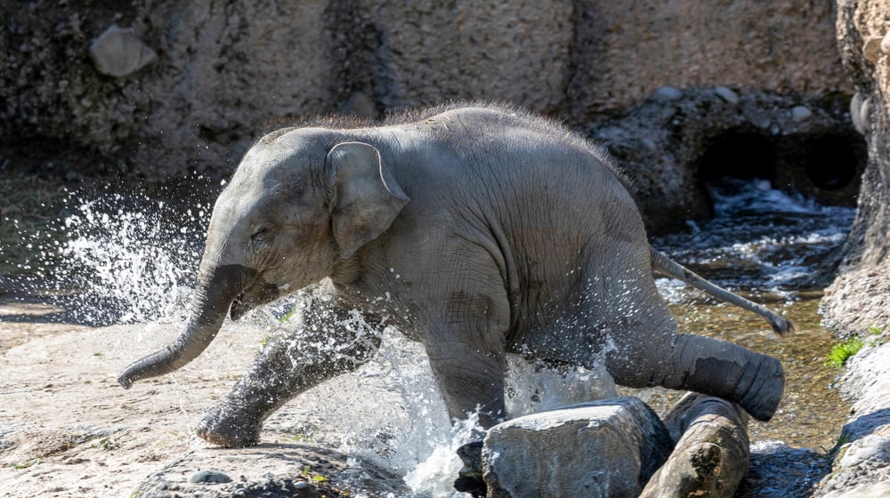 Umesh Zoo-News Bild: Enzo Franchini