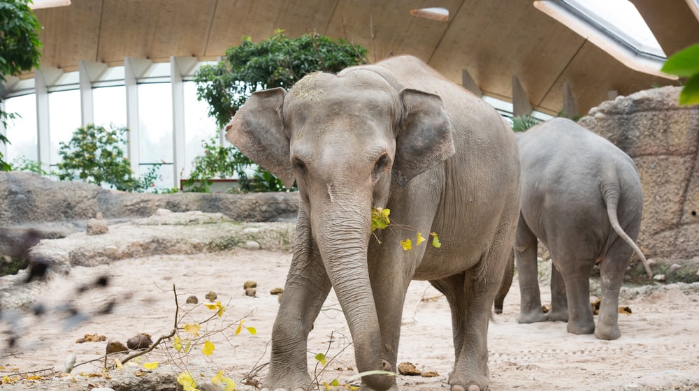 Asiatischer Elefant beim Fressen