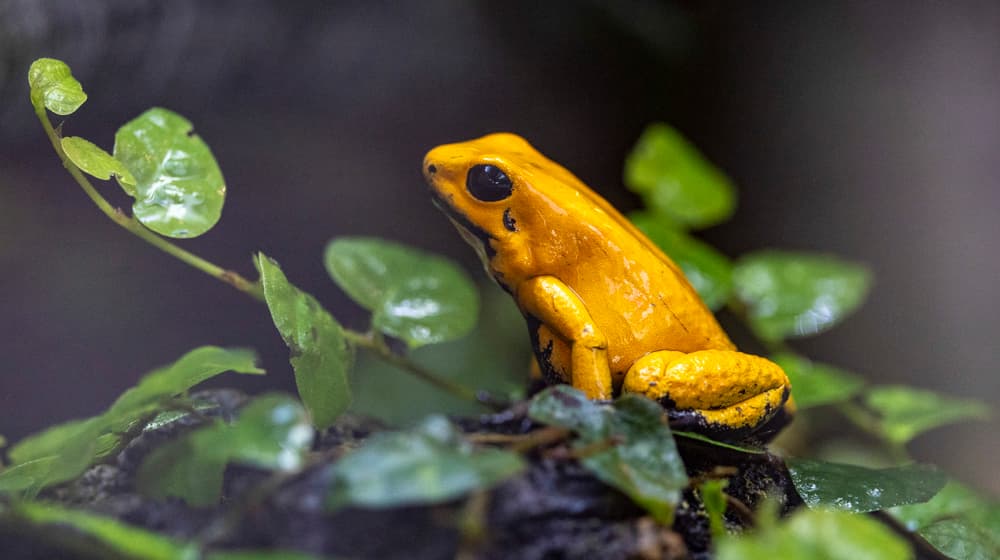 Goldener Pfeilgiftfrosch im Zoo Zürich.
