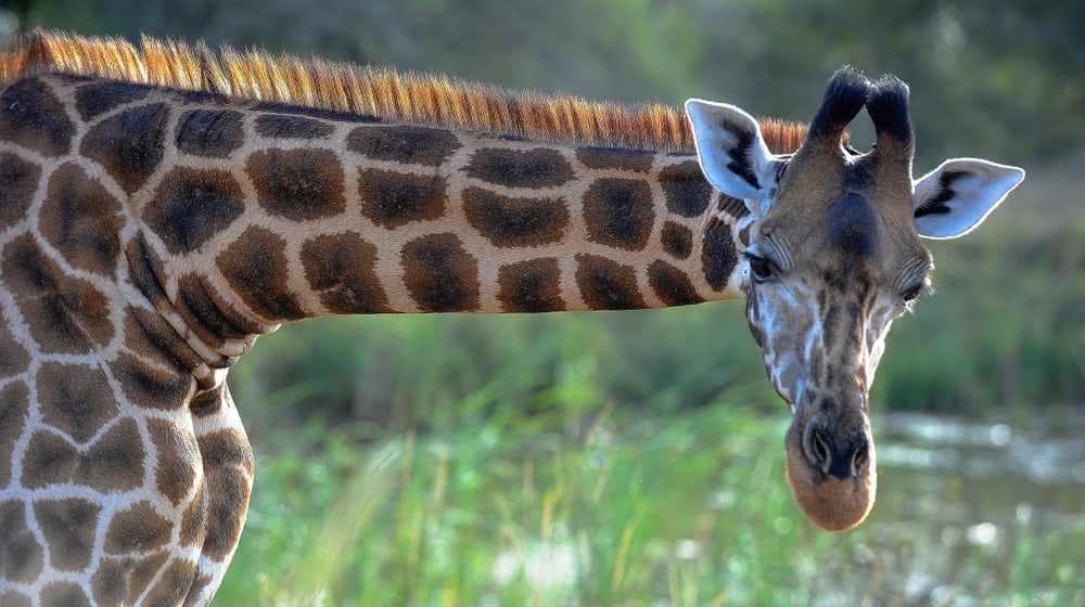 Giraffe im Lewa Wildlife Conservancy in Kenia.