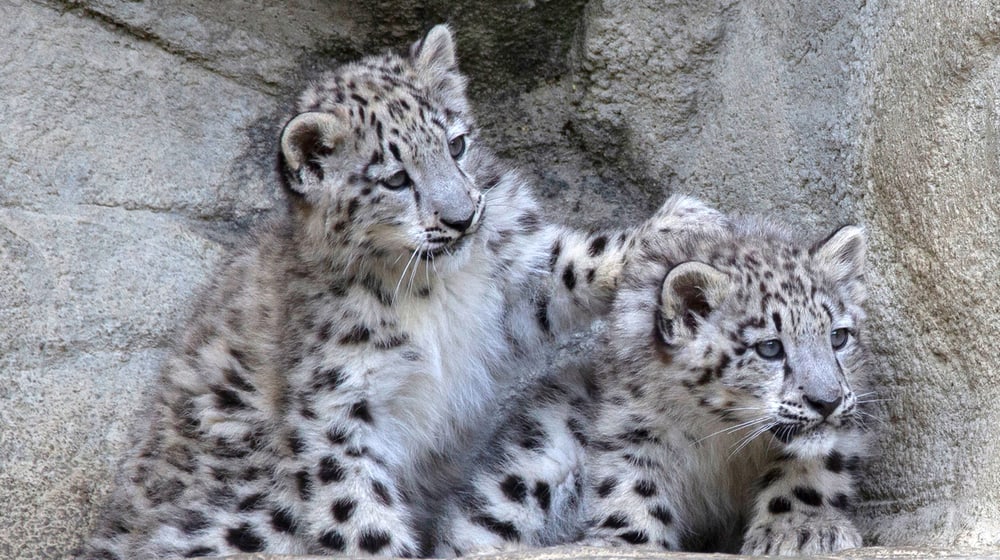 Die jungen Schneeleoparden Wajra und Warjun im Zoo Zürich.