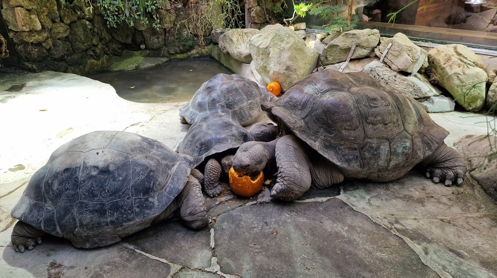 Galapagos-Riesenschildkröten fressen im Zoo Zürich einen Kürbis.