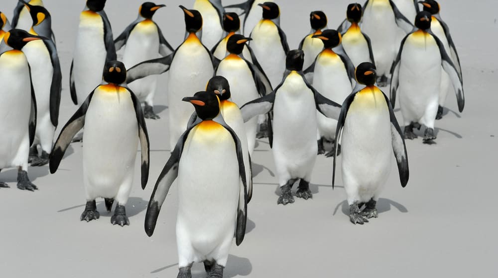Pinguine in der Antarktis