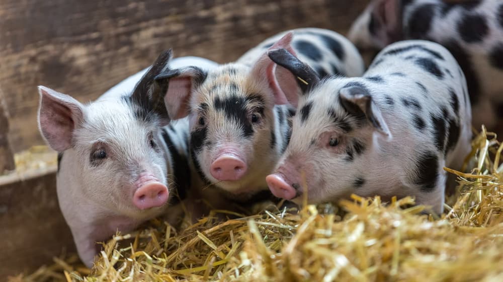 Turopolje-Ferkel im Zoolino im Zoo Zürich