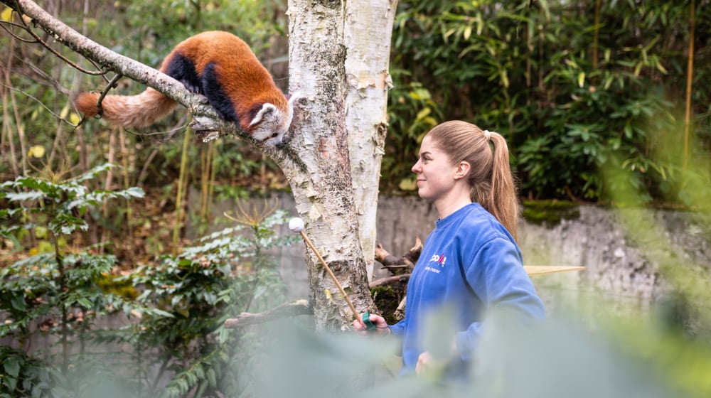 Tierpflegerin mit Rotem Panda im Zoo Zürich