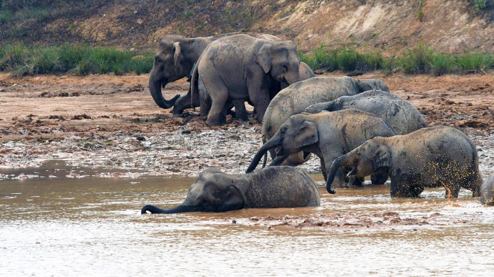 Wilde Asiatische Elefanten im Kaeng Krachan Nationalpark in Thailand.