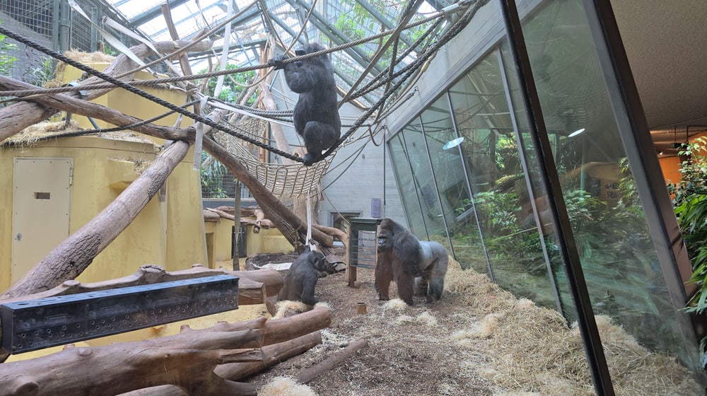 Die Westlichen Flachlandgorillas Bwana, Haiba und Mayumi treffen im Zoo Zürich zum ersten Mal aufeinander.