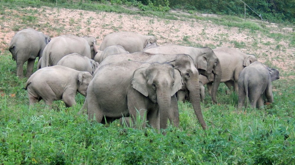 Asiatische Elefanten im Kaeng Krachan Nationalpark in Thailand