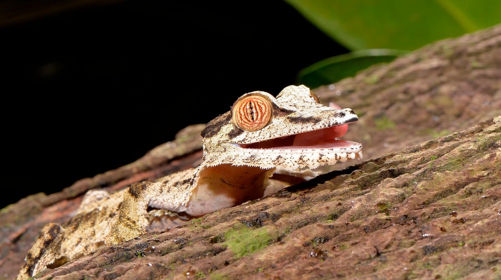 Plattschwanzgecko (Jungtier 2016) im Zoo Zürich.
