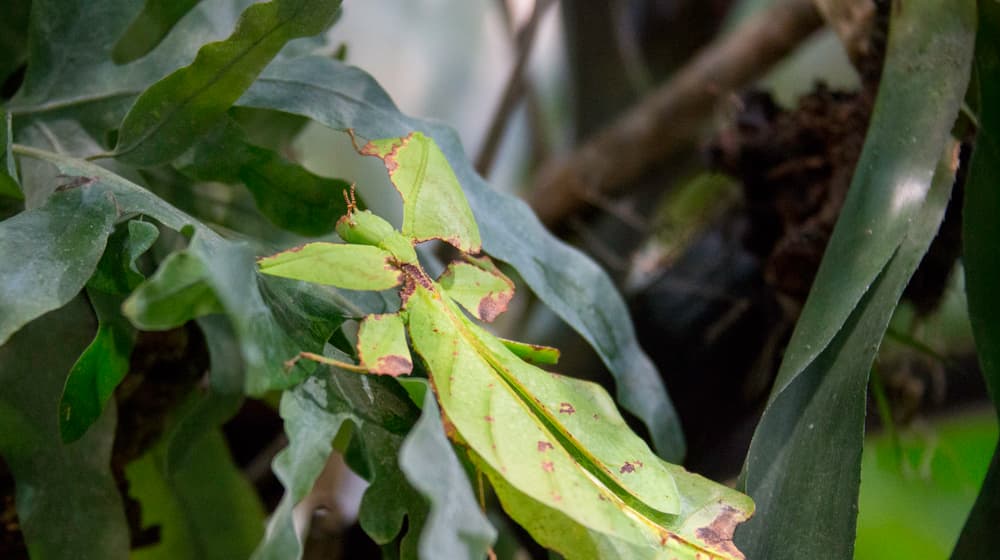 Wandelndes Blatt im Zoo Zürich.
