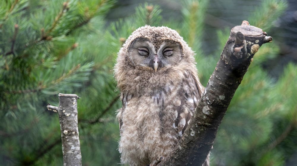 Junger Habichtskauz im Zoo Zürich.