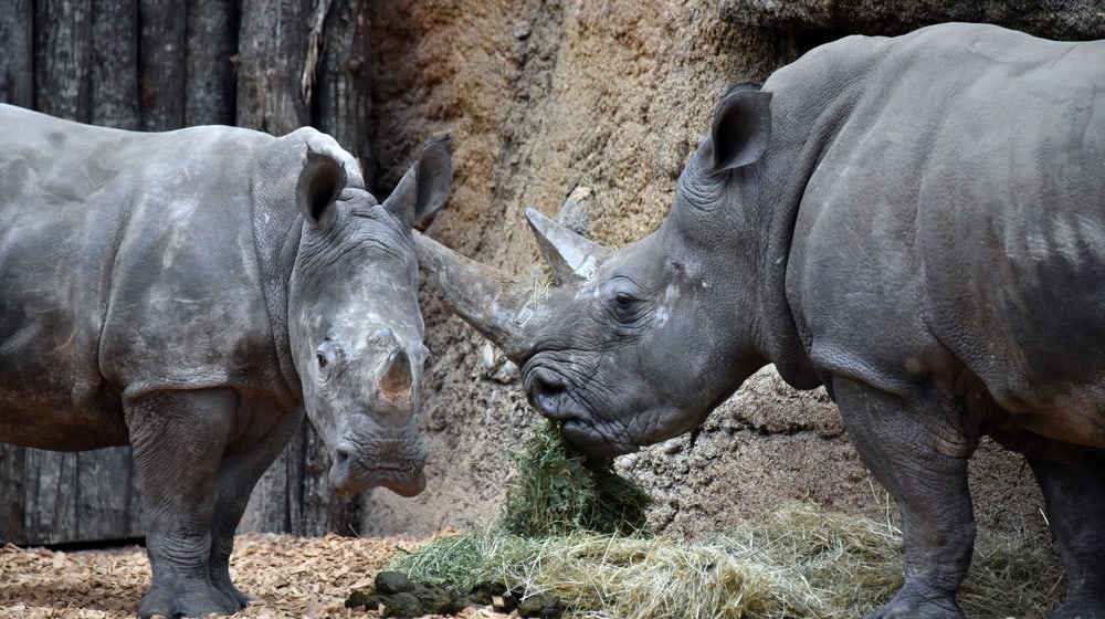 Breitmaulnashörner Talatini und Tanda im Giraffenhaus in der Lewa Savanne.