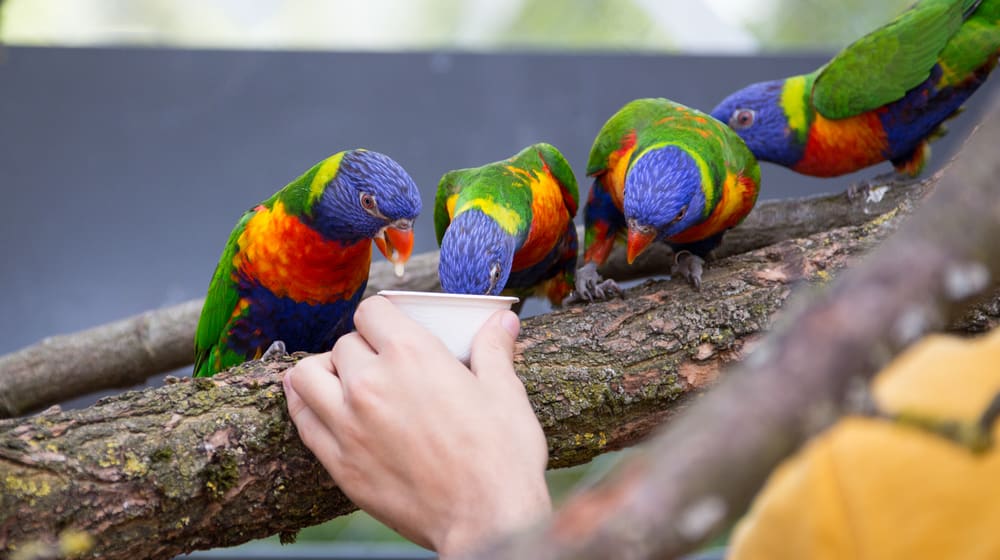 Fütterung Allfarbloris im Zoo Zürich.