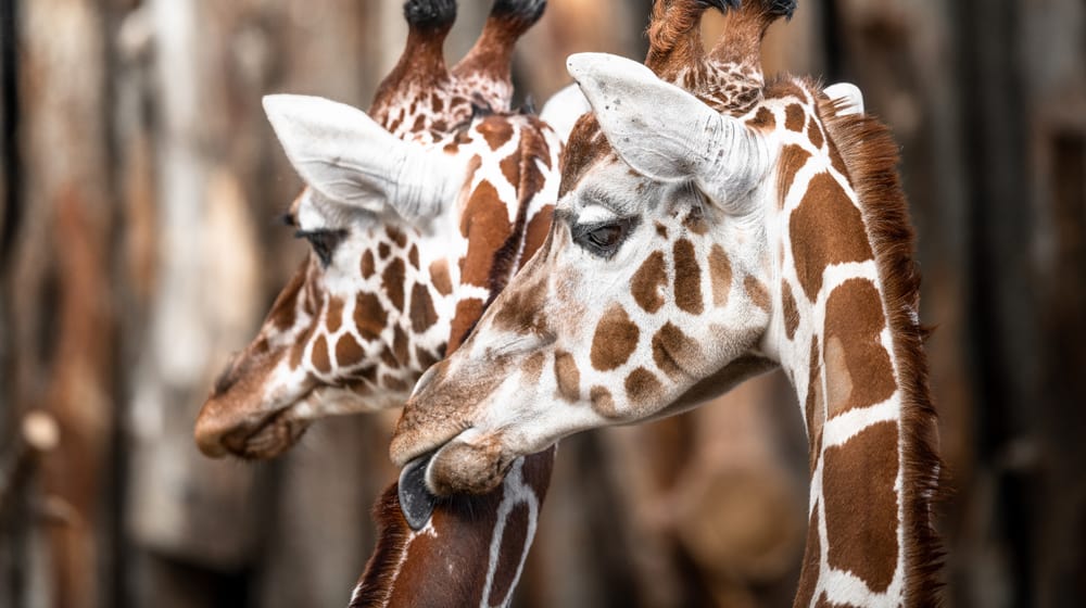 Netzgiraffe (Giraffa camelopardalis)