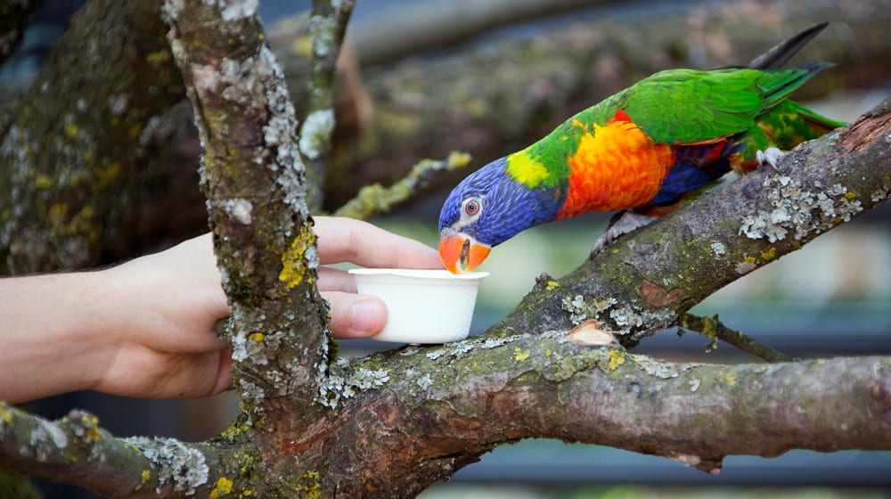 Lorifütterung im Zoo Zürich.