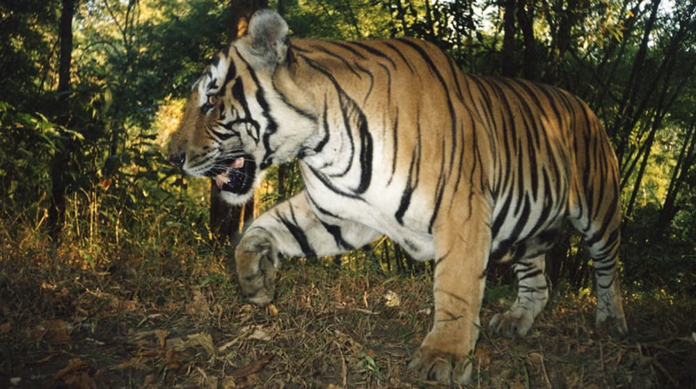 Tiger in Thailand 