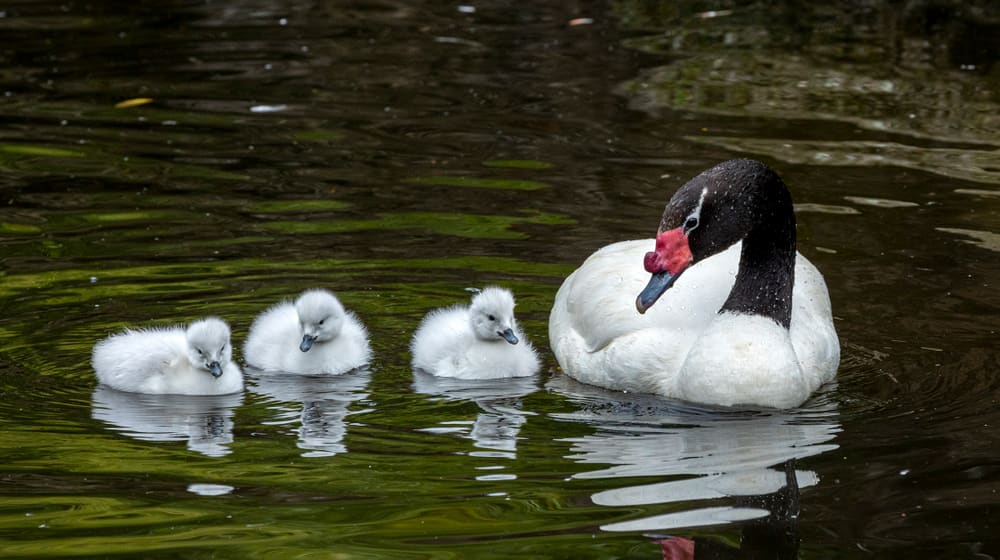 Schwarzhalsschwan mit Küken im Pantanal des Zoo Zürich.