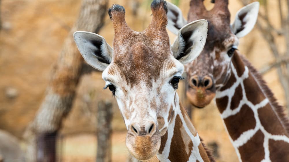 Netzgiraffen Luna und Jahi in der Lewa Savanne des Zoo Zürich.