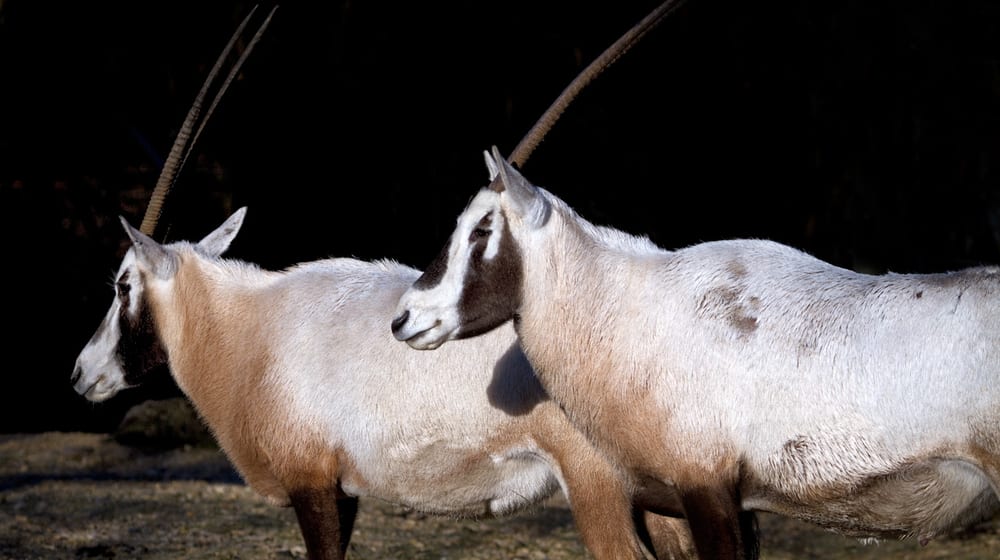 Arabische Oryx im Zoo Zürich.