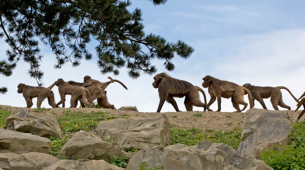 Dscheladas im Semien Gebirge des Zoo Zürich.